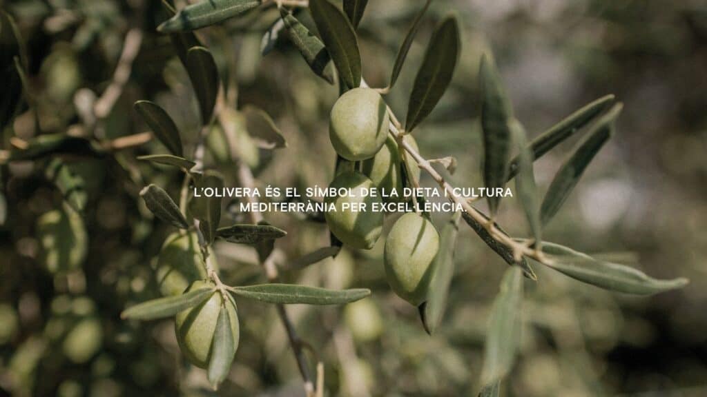 Aceitunas de la variedad utilizada por De la Lola, imagen del proyecto de Mariona Agency