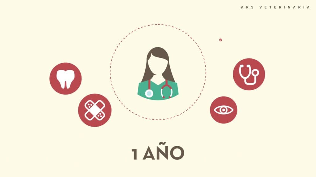 Veterinaria rodeada de iconos de especialidad, un año de internado