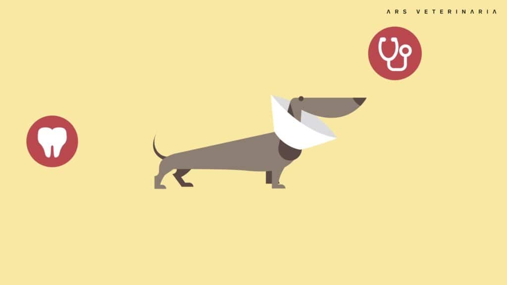 Perro con collar isabelino junto a iconos de especialidad, animación de Ars Veterinaria